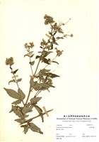 藏品(臺灣澤蘭)的圖片